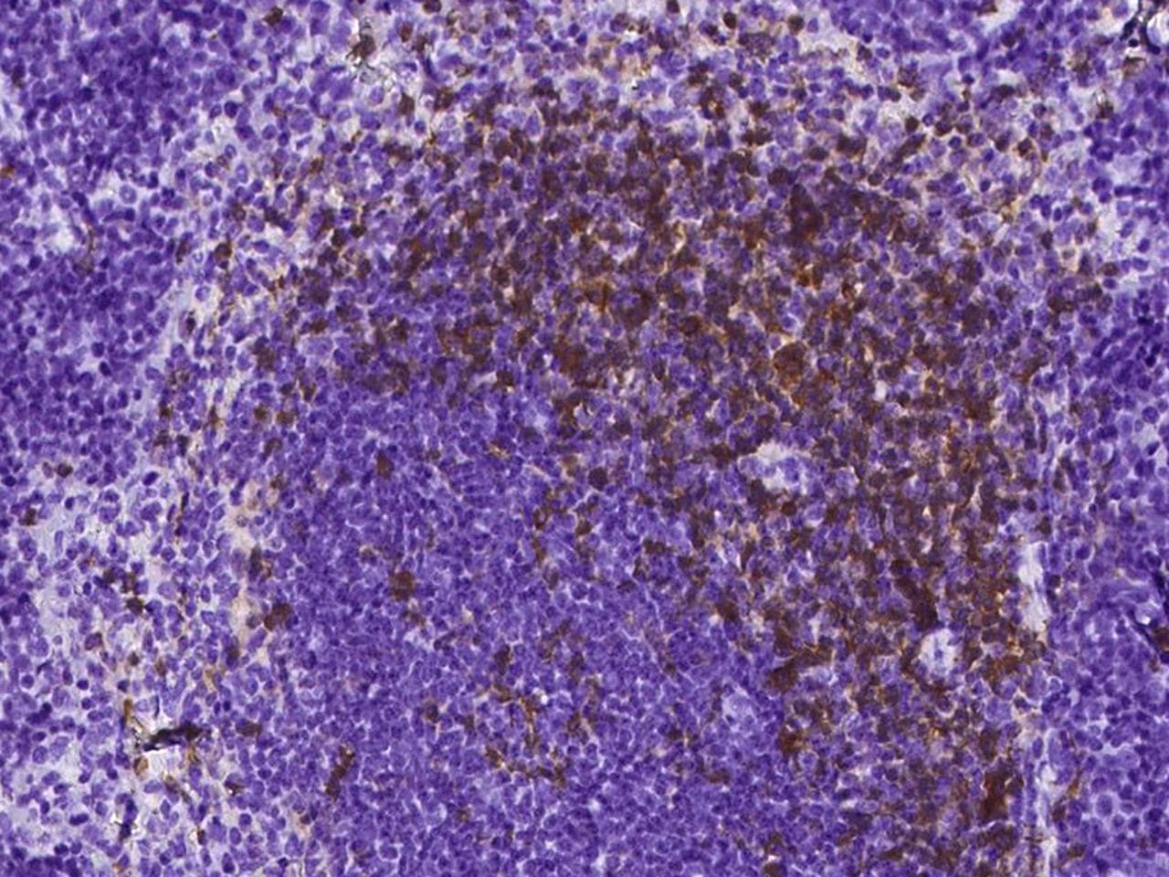 CD4 Antibody (clone 766, Preservative Free)