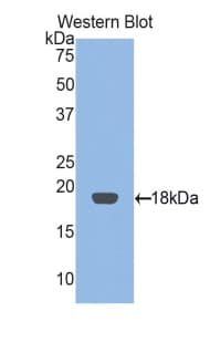 RBP2 / CRBPII Antibody (aa1-134)