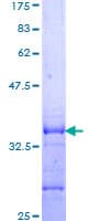 Human LRP1B Protein (Recombinant GST, N-terminus)