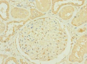 RNASE9 Antibody