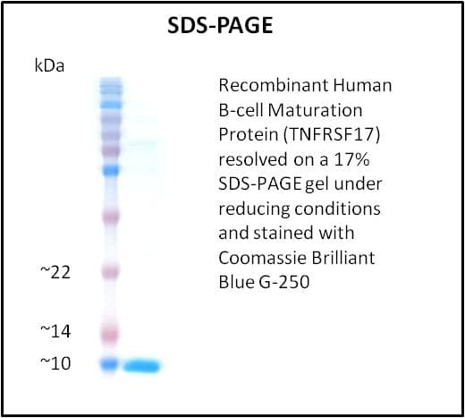 Human TNFRSF17 / BCMA Protein (Recombinant)