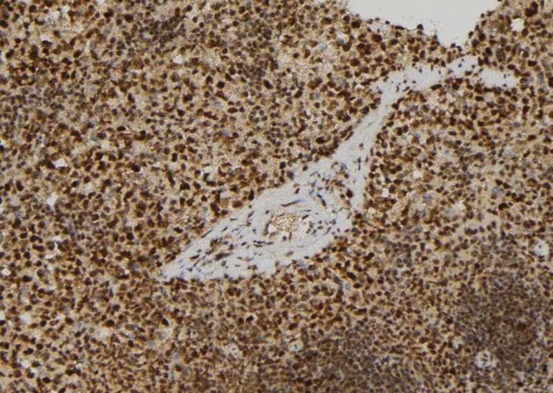 RERG Antibody