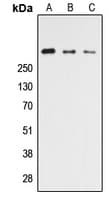CELSR3 Antibody (N-Terminus)