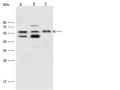 PSMD5 Antibody