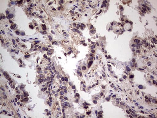 RET Antibody (aa713-1017, clone OTI5C7)