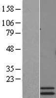Human Prolactin-Releasing Hormone Protein (Over-Expression Lysate Myc-DDK (Flag))