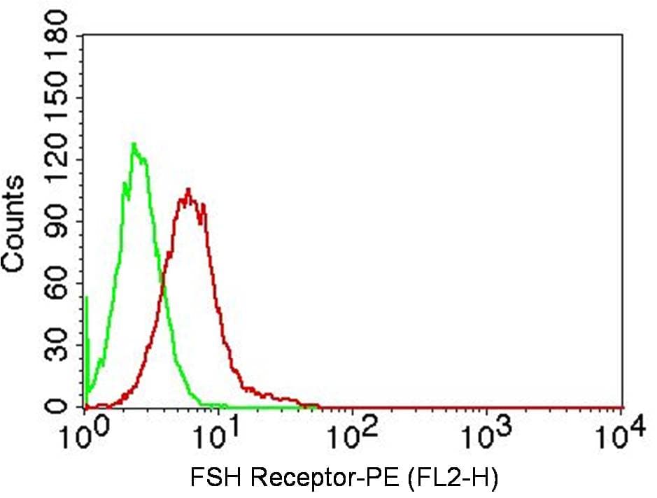 FSH Receptor / FSHR Antibody