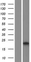 Human TRPC5OS Protein (Over-Expression Lysate Myc-DDK (Flag))