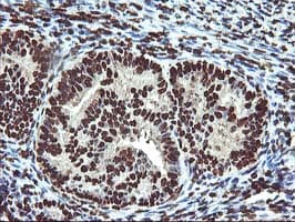 OSGEP Antibody (aa1-335, clone OTI9E3, Carrier-free)