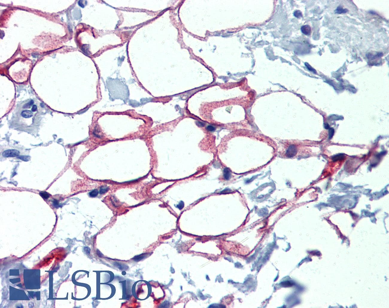 NFI / NFIC Antibody (aa323-372)