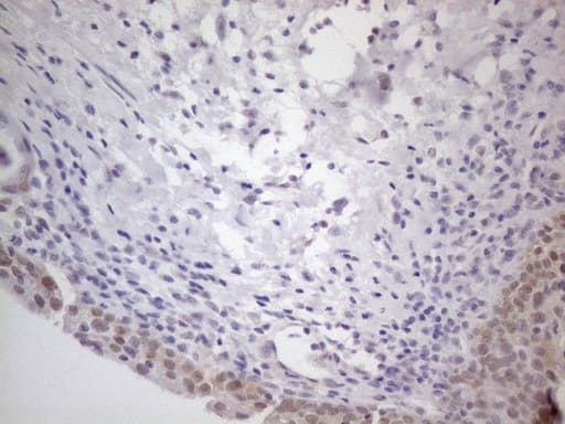 Monoclonal Mouse anti-Human TNFSF5IP1 / CLAST3 Antibody (clone OTI1A1, Carrier-free, IHC, WB)