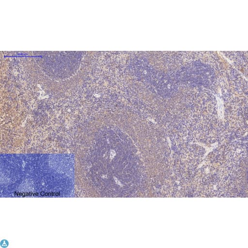 Monoclonal Mouse anti-Human Collagen IV Antibody (WB)