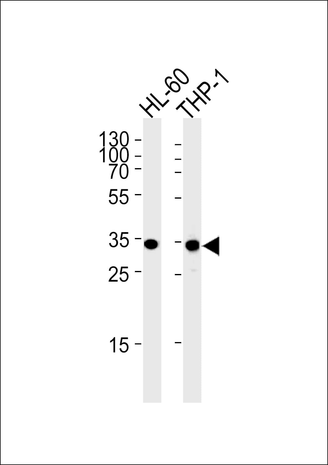MDH1 Antibody (aa286-314)