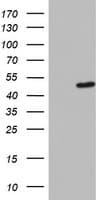 DAP3 Antibody (aa161-398, clone OTI10B10)