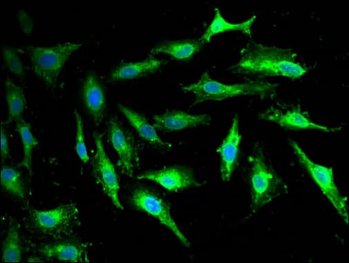 GNAZ Antibody