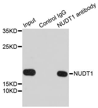 Polyclonal Rabbit anti-Human NUDT1 / MTH1 Antibody (IHC, WB)