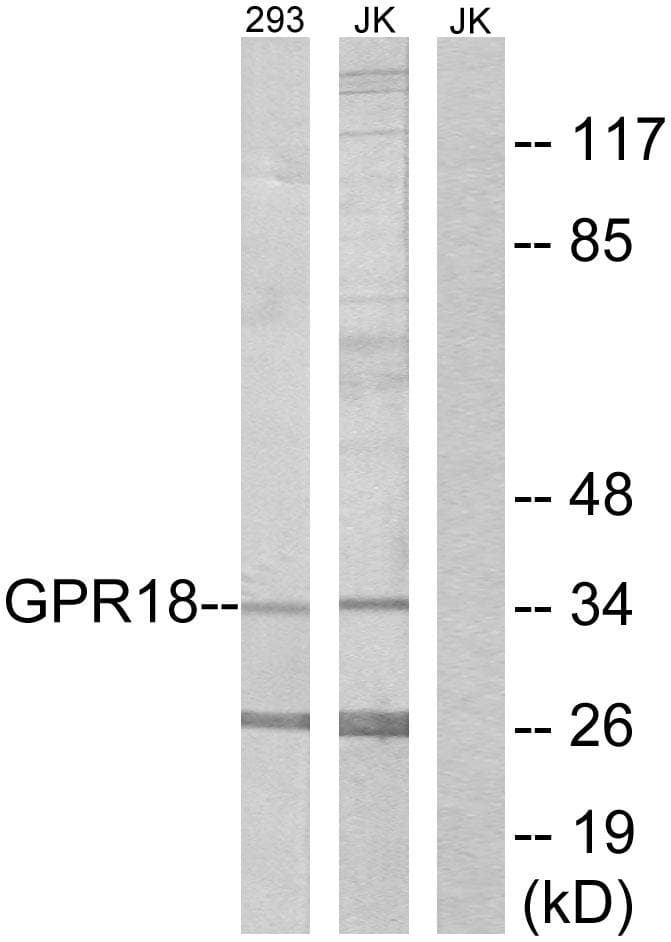 GPCRW / GPR18 Antibody