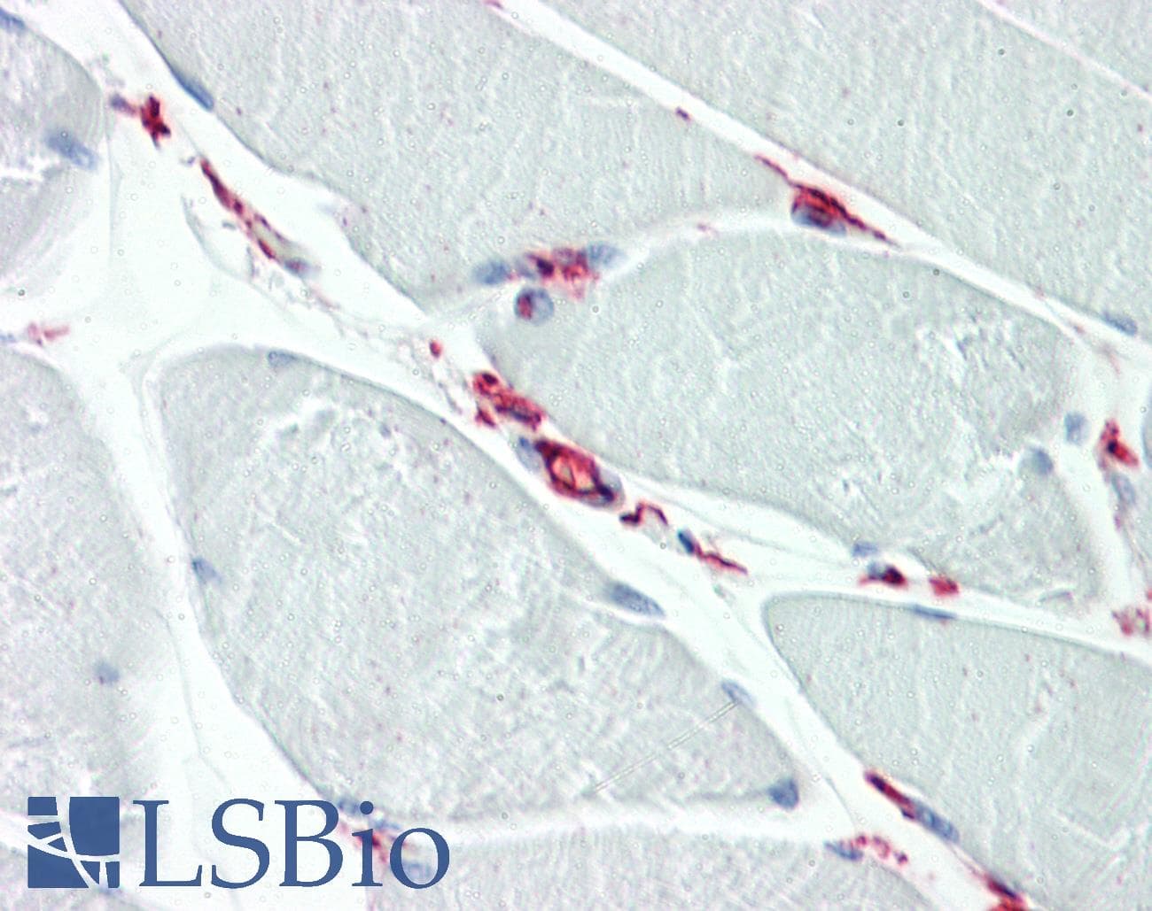 IHC-plus™ CD34 Antibody (aa366-382)