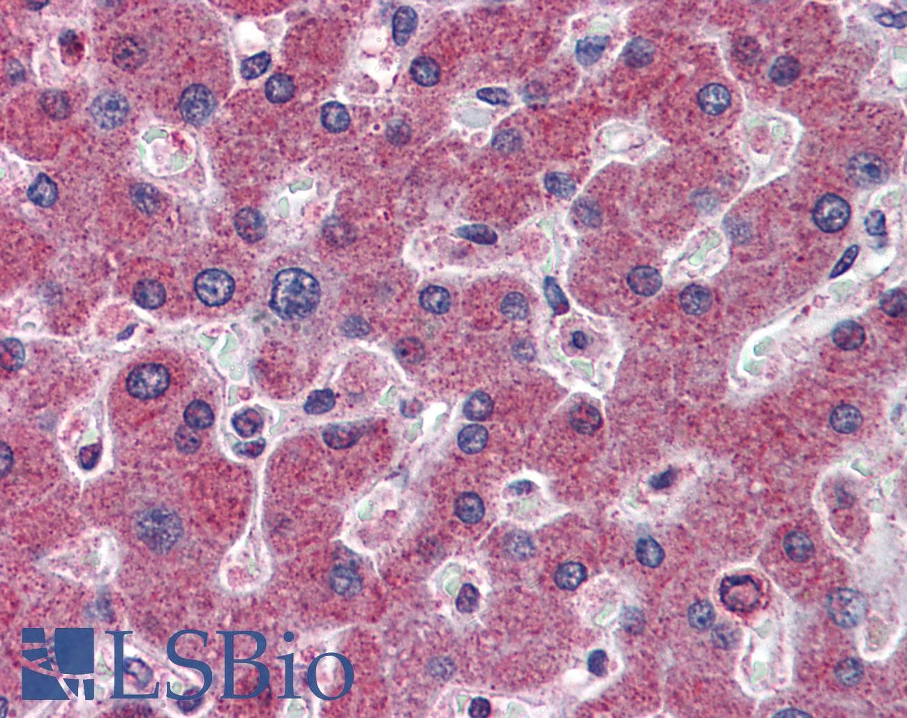 IHC-plus™ RBP4 Antibody (clone 4E7)