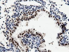 NT5DC1 Antibody (clone OTI1E11, Carrier-free)