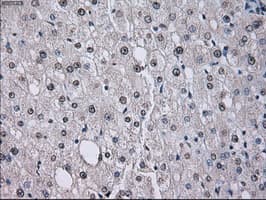 Monoclonal Mouse anti-Human ID3 Antibody (clone OTI8B3, IHC, IF, WB)