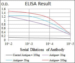 MELK Antibody (clone 2G2)