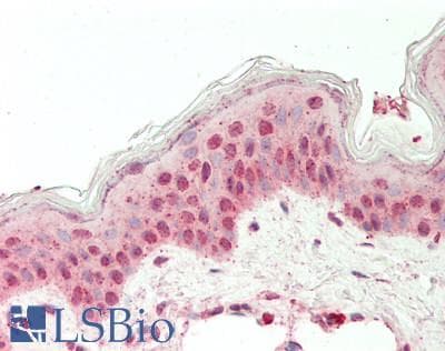 EIF6 Antibody (N-Terminus, Biotin)