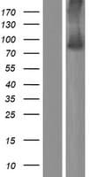 AGAP6 Protein (Over-Expression Lysate Myc-DDK (Flag))