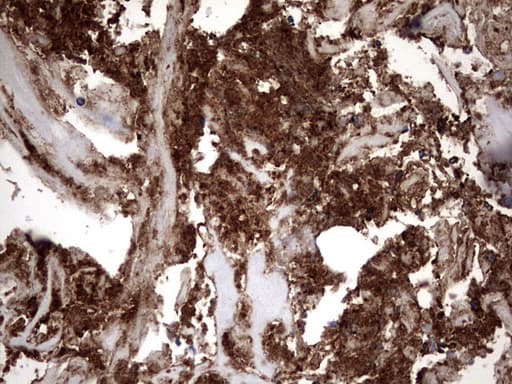 CD63 Antibody (clone OTI2A2E2)