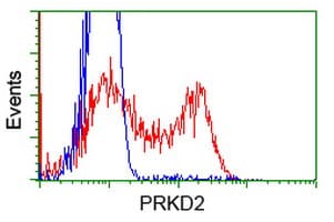 PRKD2 / PKD2 Antibody (clone OTI5G1)