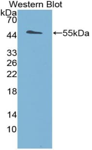 Polyclonal Rabbit anti-Mouse DIO3 Antibody (aa11-277, WB)