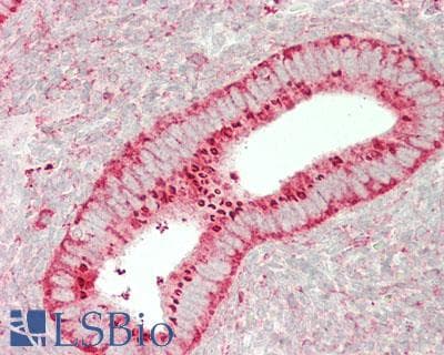 IHC-plus™ Endonuclease G / ENDOG Antibody (clone 7F2G10)