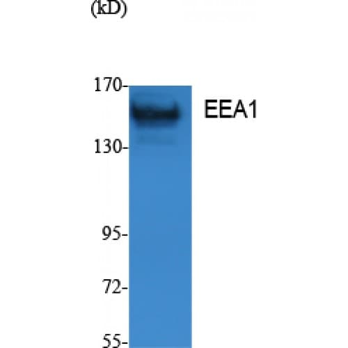 EEA1 Antibody (N-Terminal)