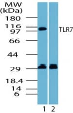 IHC-plus™ TLR7 / CD287 Antibody (aa900-950)