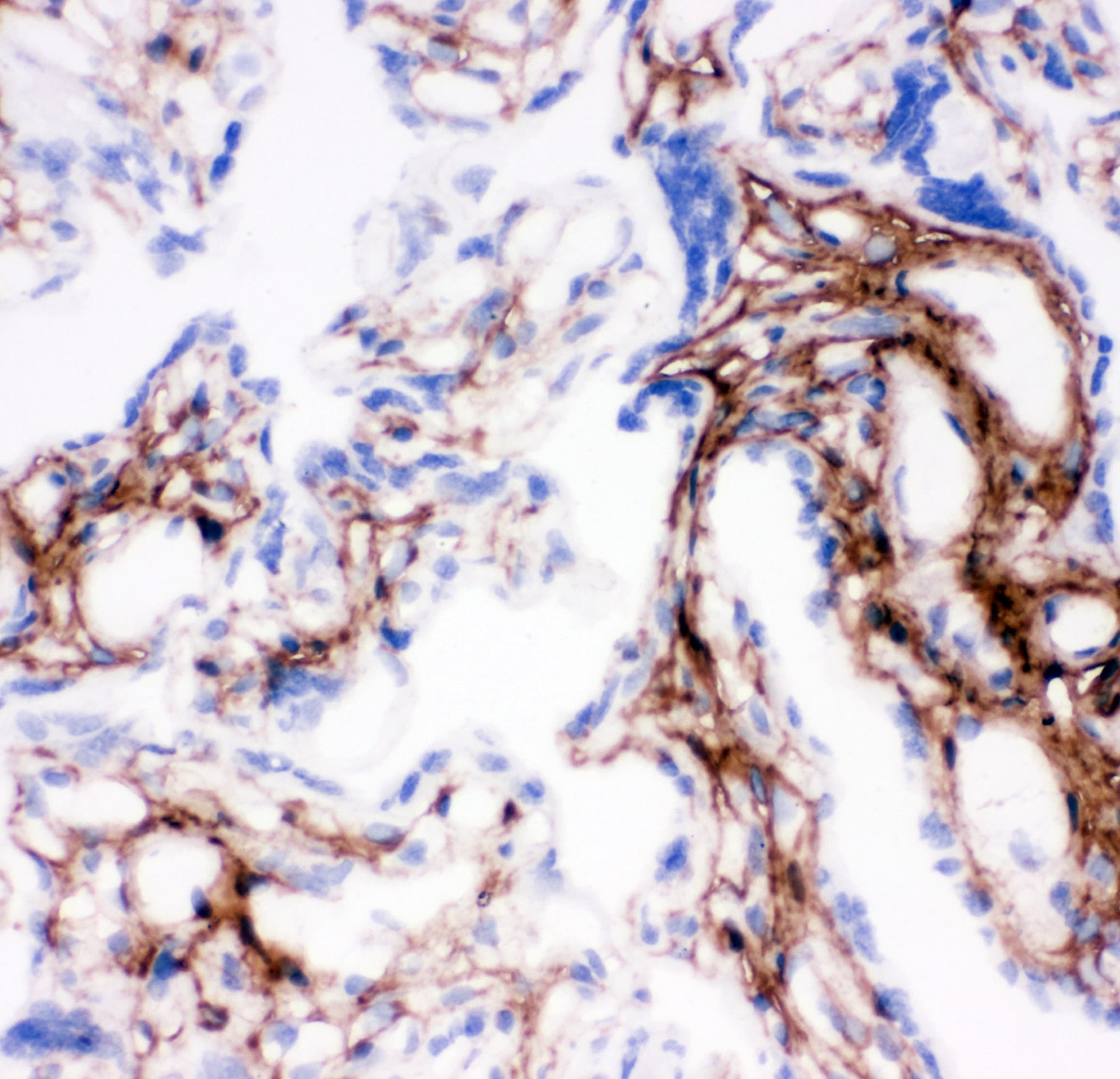 COL1A1 / Collagen I Alpha 1 Antibody (aa1192-1207)