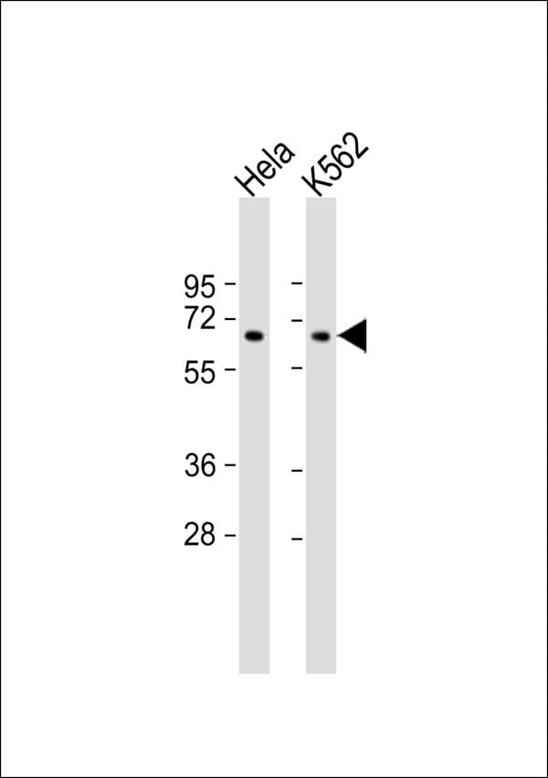 EIF3D Antibody