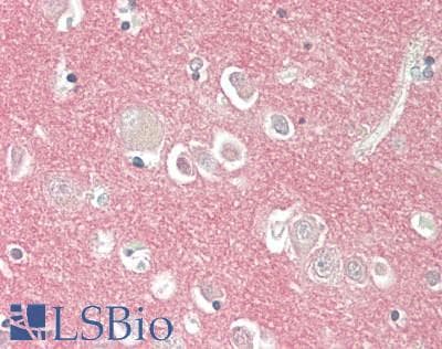 IHC-plus™ SIRPA / CD172a Antibody (clone 1C6)