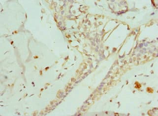 Polyclonal Rabbit anti-Human ENTPD2 Antibody (IHC, WB)