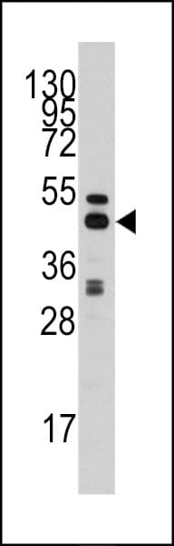 SAHH / AHCY Antibody (aa407-432)
