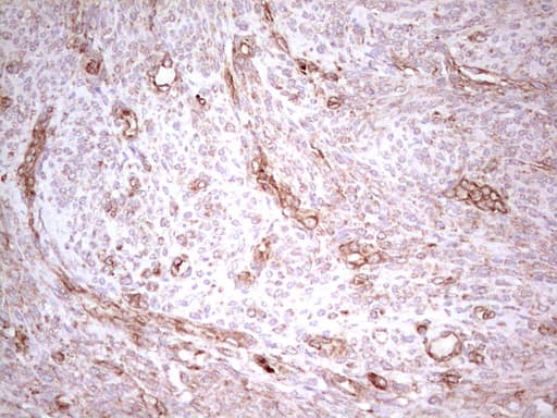 WIBG Antibody (clone OTI9C7)