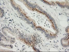 SNAP25 Antibody (clone OTI4B5, Carrier-free)