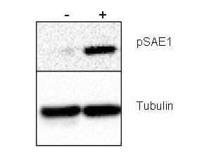 SAE1 Antibody (phospho-Ser185)