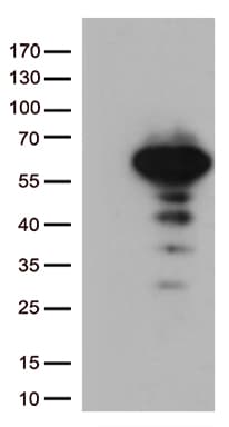LEF1 Antibody (clone OTI10A7)