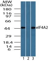 IHC-plus™ EIF4A2 Antibody (aa50-100)