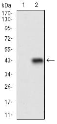 Monoclonal Mouse anti-Human CD22 Antibody (clone 1A3A11, aa621-725, IF, WB)
