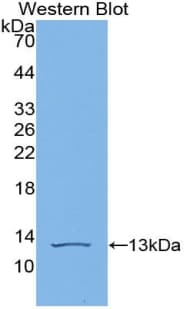 VEGFD Antibody (aa93-201)