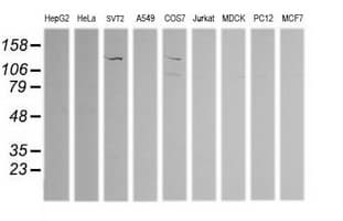 PIK3CG / PI3K Gamma Antibody (clone OTI6H5)