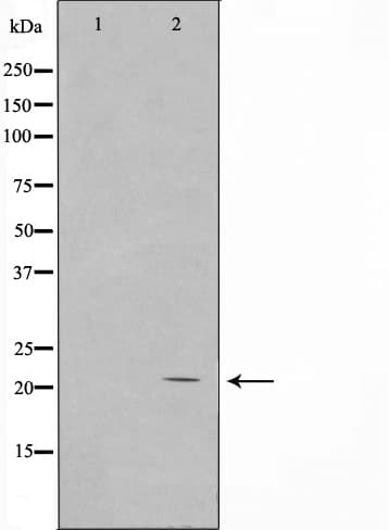 H1FOO Antibody