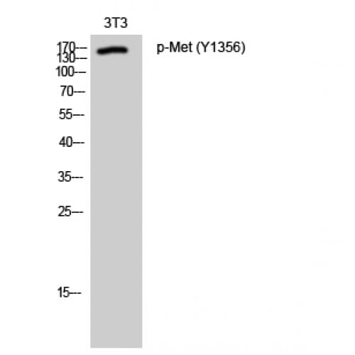 c-Met Antibody (1300-1380 aa)