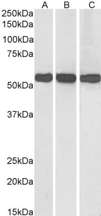 IHC-plus™ GLUD1/Glutamate Dehydrogenase Antibody (aa93-107)